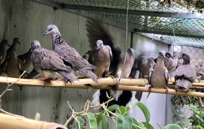 Mẹo] - Chọn chim cu gáy, 36863, Bich Van, Blog MuaBanNhanh, 12/05/2015  14:05:29